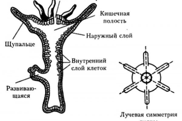 Кракен тгк