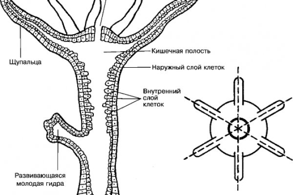 Даркнет заказ