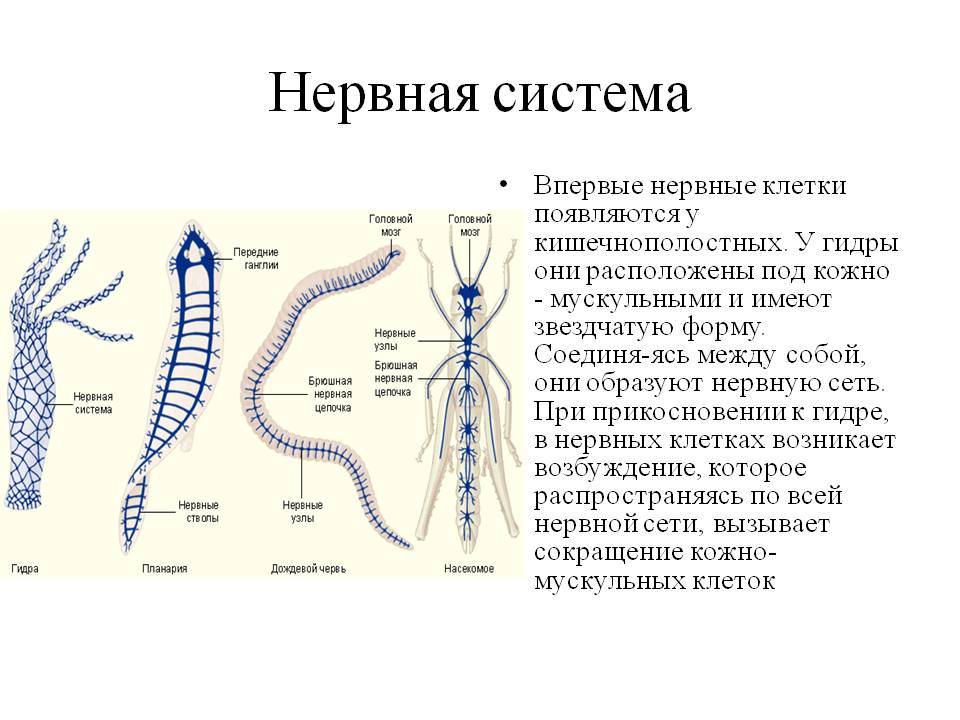 Кракен актуальная ссылка тор